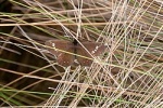 Подтриба: Pronophilina

	Altopedaliodes