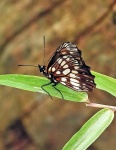 Eteona