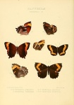 Neopedaliodes