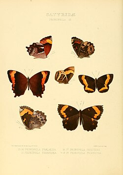 Neopedaliodes (Род)