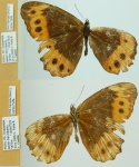 Oxeoschistus