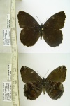 Panyapedaliodes