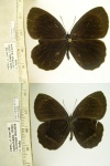 Parapedaliodes