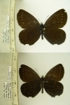 Punapedaliodes