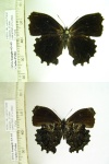 Steroma