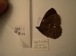 Steromapedaliodes