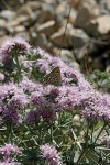 Margelycaena