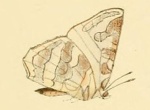Euliphyra