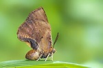 Liphyra