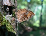 Подтриба:  Spalgina

	Feniseca
