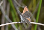 Подсемейство: Polyommatinae

	Триба: Candalidini

	Candalides