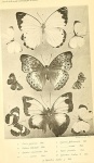 Athysanota