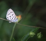 Azanus