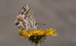 Cacyreus