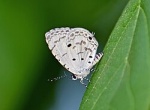 Megisba