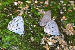 Oreolyce