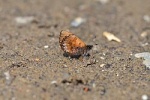 Orthomiella