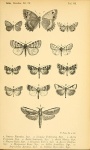 Palaeophilotes