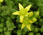 Congdonia