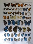 Eresinopsides