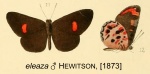 Pseuderesia