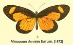 Mimacraea