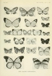 Telipna