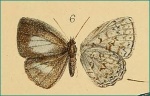 Триба: Poritiini Cyaniriodes