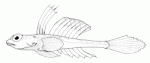 Phasis
