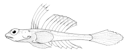 Phasis (Род)