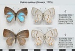 Celmia