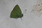 Chalybs