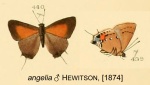 Electrostrymon