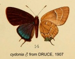Janthecla