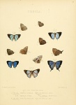 Johnsonita
