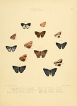 Lamprospilus