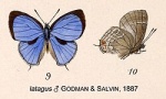 Lathecla