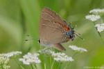 Phaeostrymon