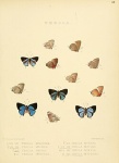 Porthecla
