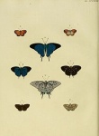Pseudolycaena
