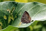 Rekoa