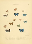Theclopsis