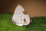 Tmolus
