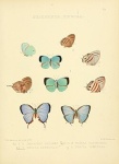 Trichonis