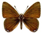 Pseudodipsas