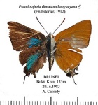Pseudotajuria