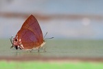Remelana