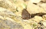 Триба: Theclini

	Подтриба:  Amblypodiina

	Amblypodia