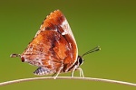 Iraota