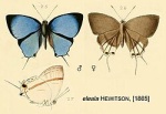 Paradeudorix